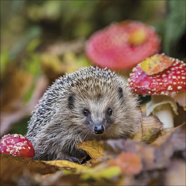 Produktbild Tiere des Waldes 2026 (30 x 30 cm)