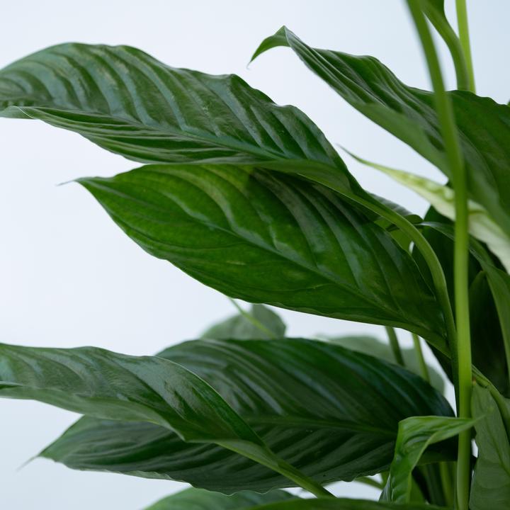 Produktbild Plant in a Box Spathiphyllum 'Torelli' - Friedenslilie (30 cm)