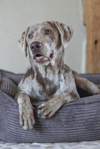 Image du produit Designed by Lotte Ribbed (Chien)