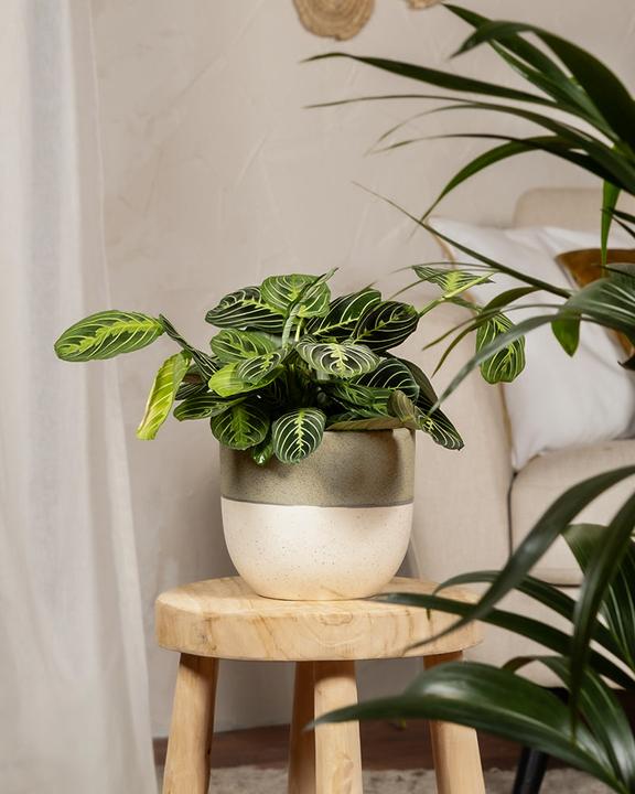 Produktbild feey Maranta Lemon Lime (15 cm, Frisch umgetopft)