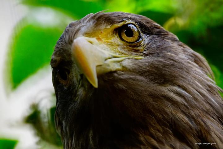 Produktbild Tokina SZ Pro 900mm f/7.1 MF (Fujifilm X, APS-C / DX)