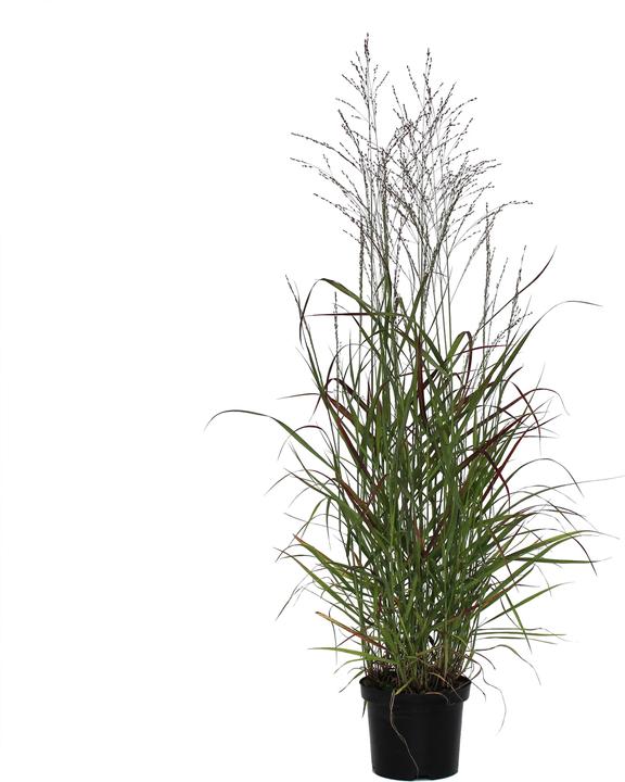 Image du produit Zulauf Panic, Millet (30 cm)