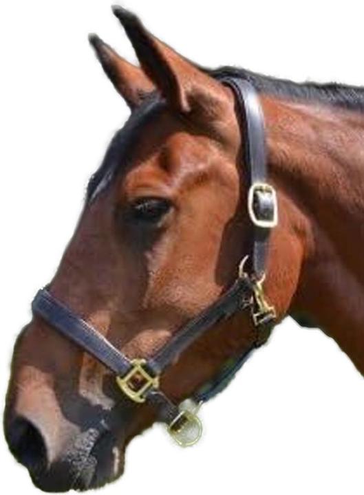 Produktbild Gallop Pferdehalfter Premium Leder Wattiert