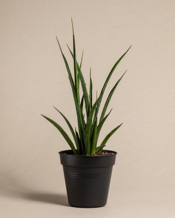 buy sansevieria Sanseveria Laurentii