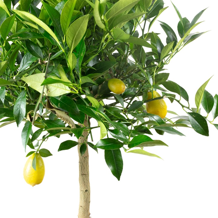 Actual product image Flowerbox Lemon tree - height ca. 60 cm, pot-Ø 19 cm - Citrus Limon (40 cm)