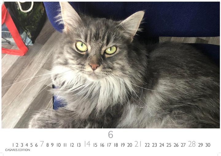 Immagine prodotto Funny Cats 2026 S 24x35cm (24 x 35 cm)