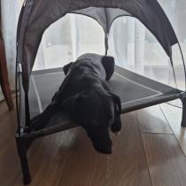 Actual product image Trizand Überdachtes Hundebett Purlov 25428 (Cat, Dog)