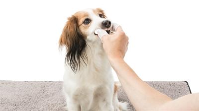 Produktbild Trixie Dental Care (Hund)