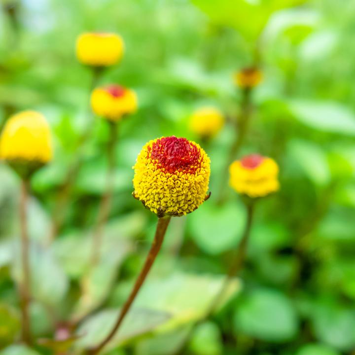 Produktbild Zollinger Bio Parakresse, Electra (Pflanzensamen)