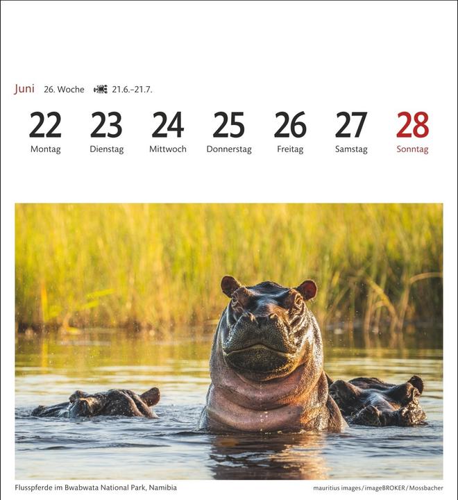 Actual product image Harenberg Südafrika & Namibia Sehnsuchtskalender 2026 - Wochenkalender mit 53 Postkarten (Hardcover, German)