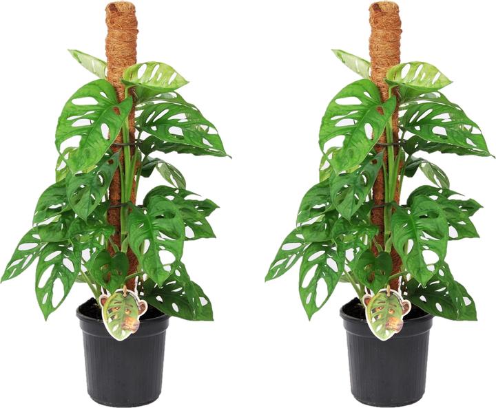 Immagine prodotto Plant in a Box Maschera di scimmia Monstera - Set di 2 maschere di scimmia su bastoncino (60 cm)