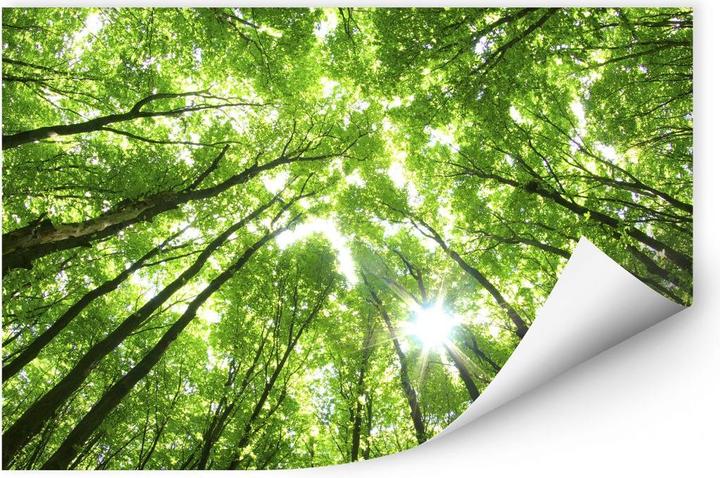 Produktbild Trenddeko Sunny Forest 2 (90 x 60 cm)