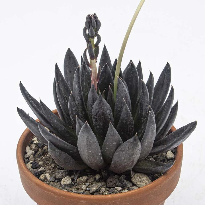 Produktbild Kakteen Gautschi Sukkulenten-Set 5 (15 cm)