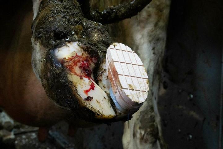 Actual product image Kerbl Easy Hoof Block Holzklotz