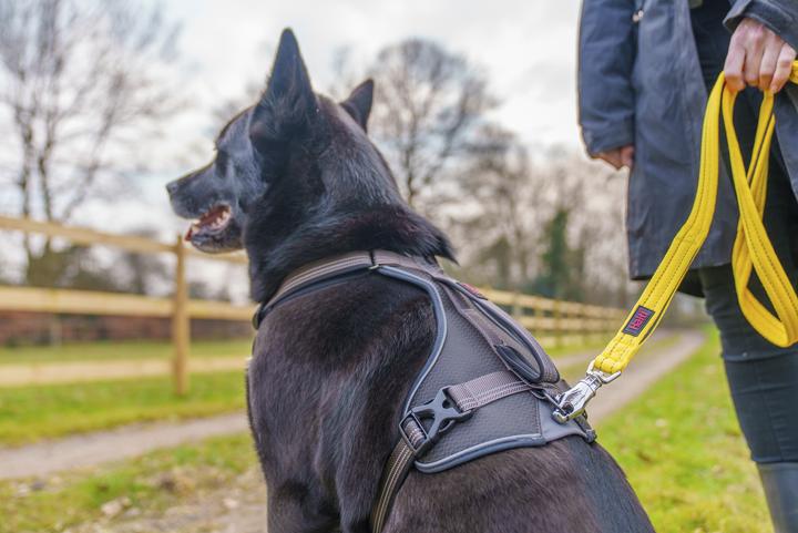 Actual product image Halti BRIG Safety Lead Neon Yellow Large (L, Dog, General)