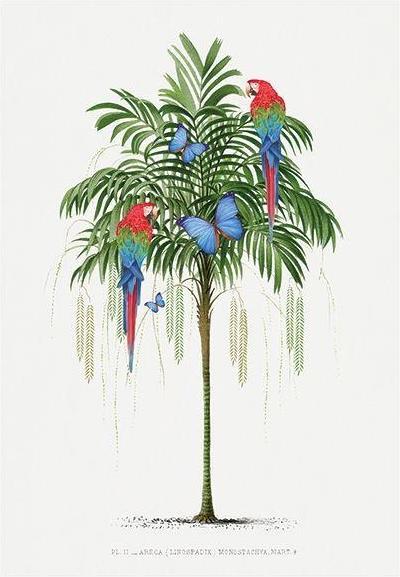 Actual product image Art Group Poster Parrot (40 x 50 cm)