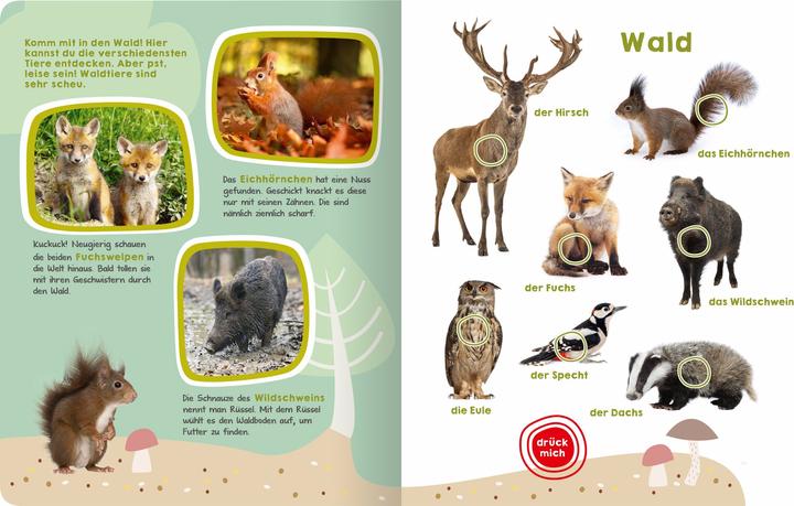 Produktbild Mein grosses Buch der Tiergeräusche (Deutsch, Oliver Grieshammer, 2017)