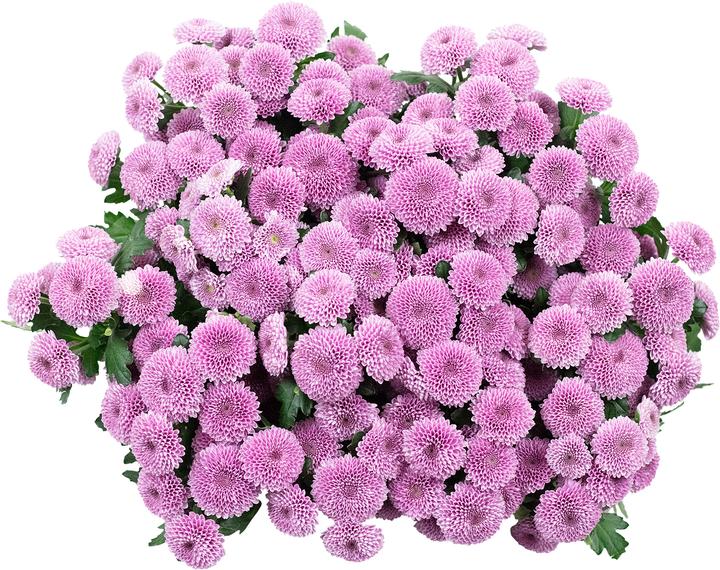 Produktbild Flowerbox Chrysantheme 'Jamey Dark'