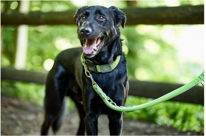 Produktbild Hunter Verstellbare Führleine Hilo (M, Hund, Hundesport)