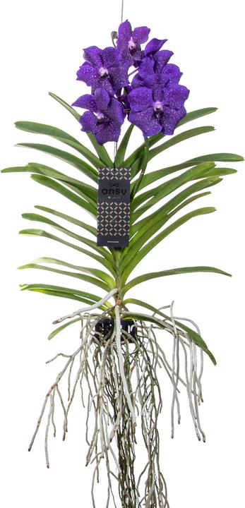 Produktbild Plant in a Box Vanda 'Blue' - Orchidee (60 cm)