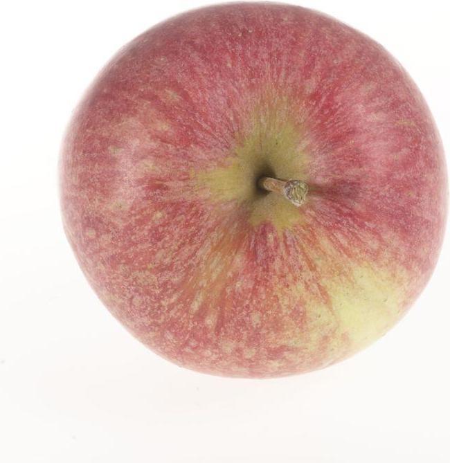 Actual product image Lubera Two columnar apple trees for the tub