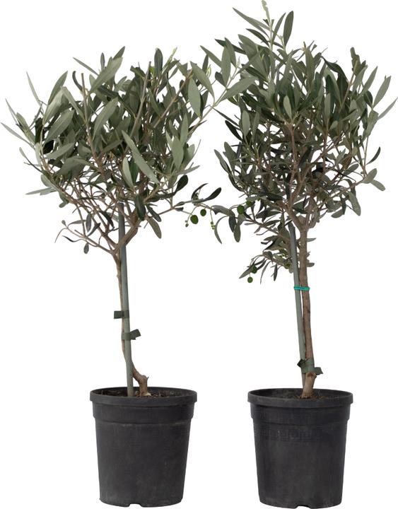 Immagine prodotto Plant in a Box Olea Europaea (45 cm)