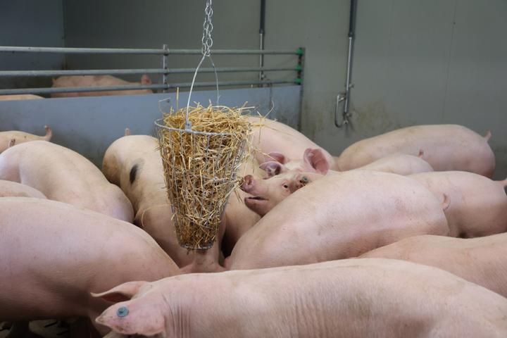 Image du produit Kerbl Bac à fourrage vert
