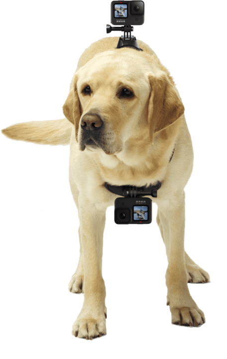 Image du produit GoPro Fetch harnais pour chien (Universel, Héros 7, Action Osmo)