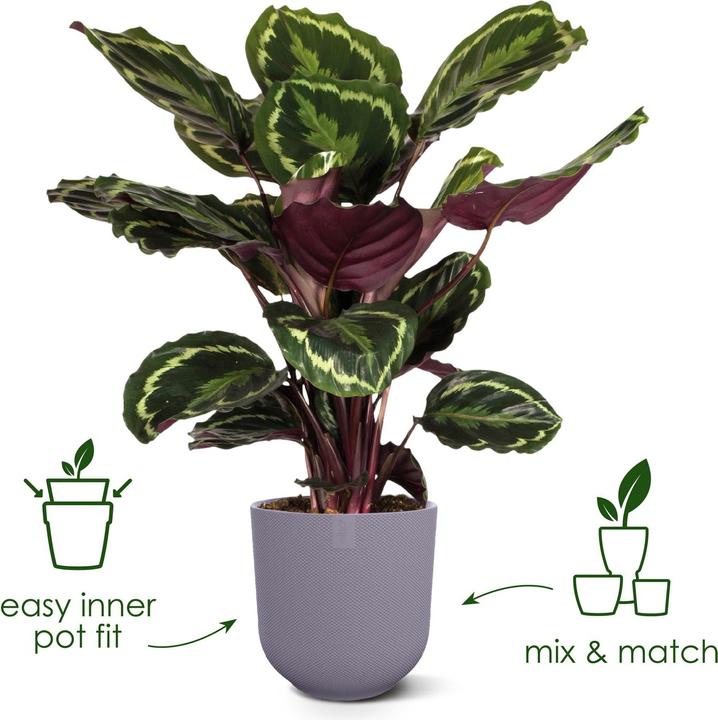 Actual product image Elho Jazz Round (26 cm)