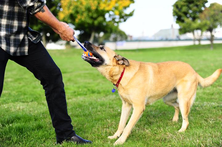 Image du produit Chuckit! Balle sur une corde szarpak 5 cm pour un chien (Jouet à mâcher pour chien)