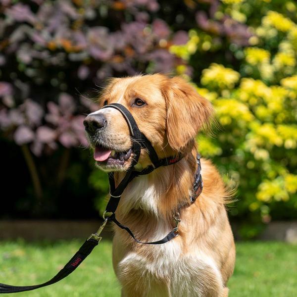 Actual product image Company of Animals Haiti (One size, Dog)