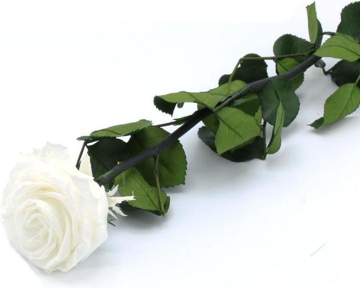 Produktbild Rosas Rivas Ewig blühende Rose weiss