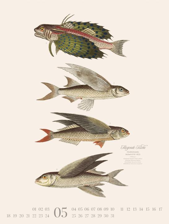 Produktbild Fische Kalender 2026