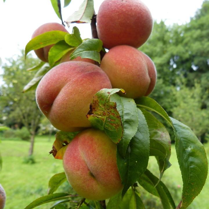 Image du produit Plant in a Box Prunus 'Bonanza', Prunus Persica 'Saturne' - Pfirsichbaumen (60 cm)