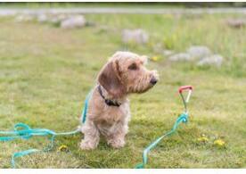 Immagine prodotto Trixie Picchetto di ancoraggio (40, Cane, Generale)