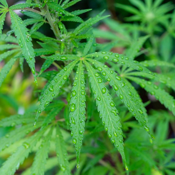 Immagine prodotto Lotus Bettwaren Biancheria da letto in canapa (Copripiumino, 160 x 240 cm)