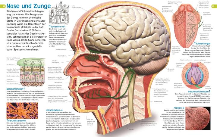 Actual product image memo Wissen entdecken. Der Körper (German, Sibylle Tönjes, 2018)
