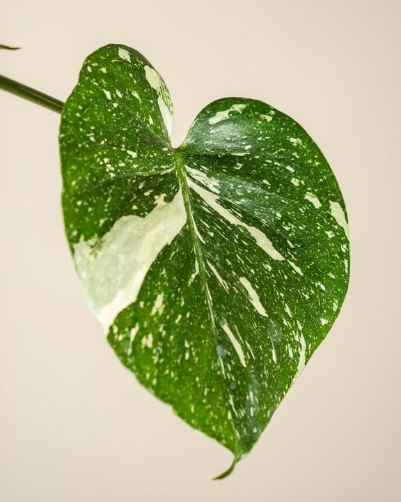 Produktbild feey Monstera 'Thai Constellation' (30 cm)