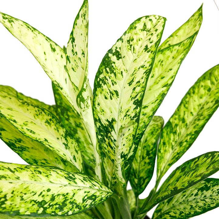 Produktbild VEG and the City Soloy (Dieffenbachie – Dieffenbachia Vesuvius) (70 cm)