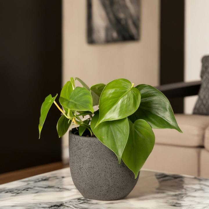 Actual product image Plant in a Box Peperomia Polybotrya - Set of 4 Large-Leaved Ornamental Peppers (20 cm)