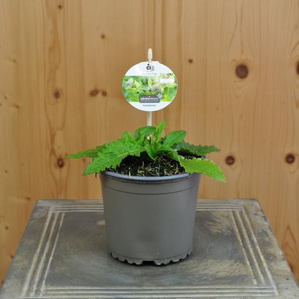 Immagine prodotto Säntispracht Set di 4, cardo dei cavoli - Cirsium oleraceum cabbage thistle (90 cm)