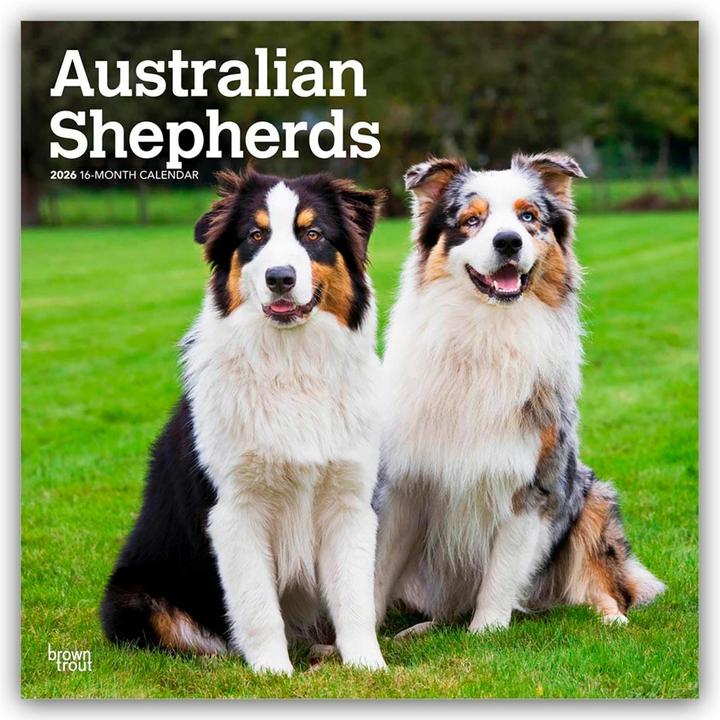 Image du produit Australian Shepherd - Australische Schäferhunde 2025 - 16-Monatskalender (30,5 x 30,5 cm)