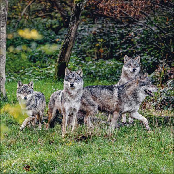 Produktbild Wlfe 2026