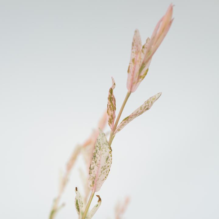 Produktbild Plant in a Box Salix integra 'Flamingo' (60 cm)