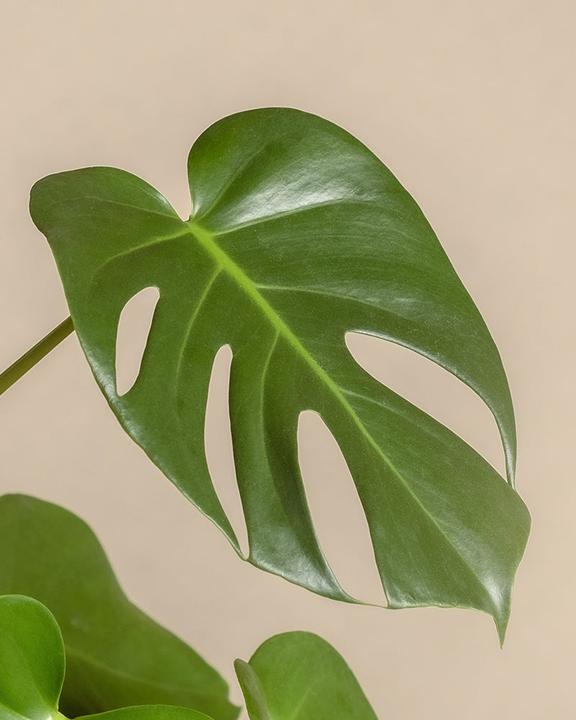Actual product image feey Large Monstera (75 cm, Freshly repotted)