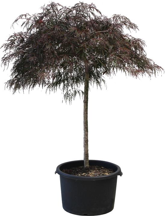 Zulauf Japanischer Fcherahorn / Acer palmatum 'Garnet'