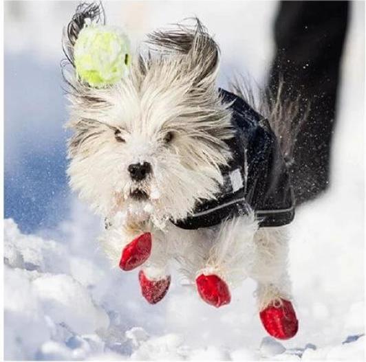 Actual product image Pawz Paw protection (S, Dog boots)