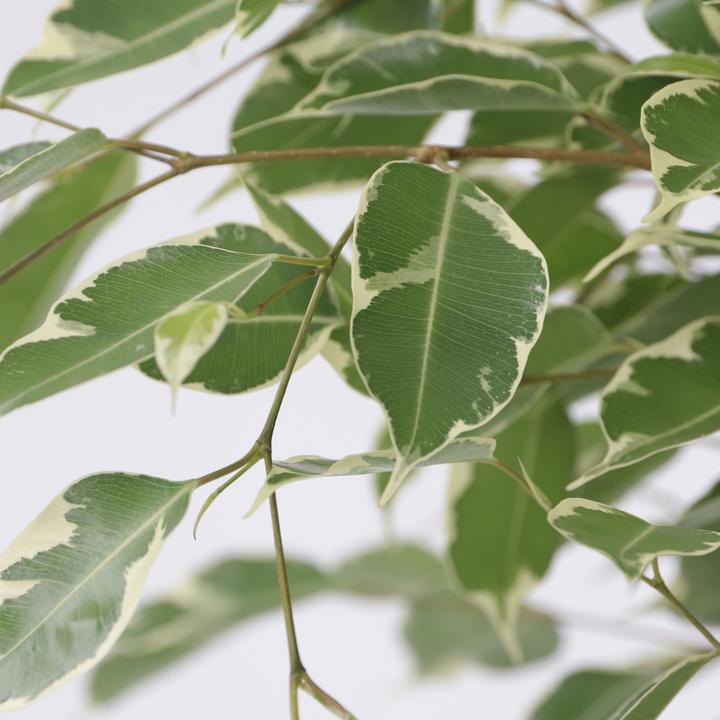 Produktbild Plant in a Box Ficus Benjamina Twilight - Geigenpflanze (100 cm)