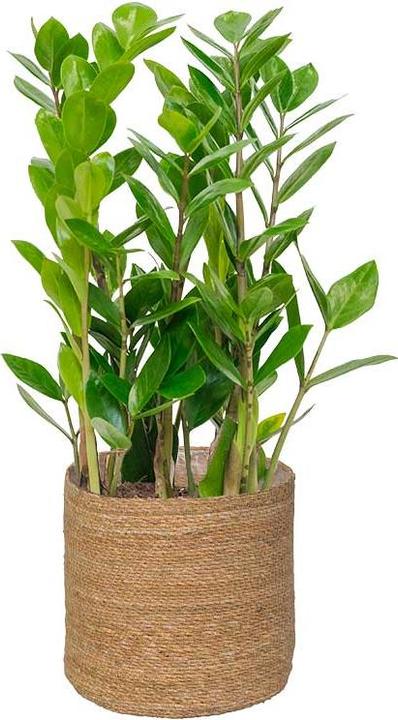 Produktbild Herstera Korb Gamo (15 x 15 x 15 cm)