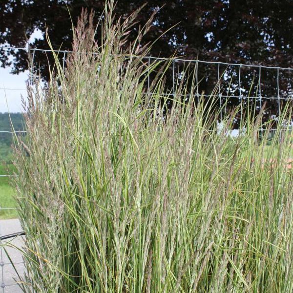Actual product image Säntispracht The white-striped compact Striated Riding Grass - Calamagrostis acutiflora 'Overdam' (120 cm)